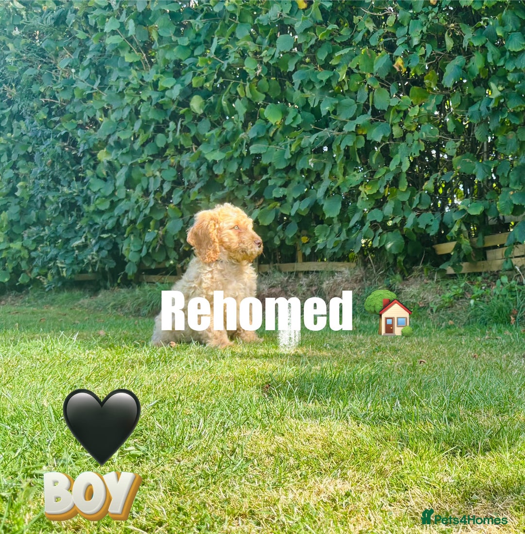 Cockapoo dogs for sale: 6 beautiful champagne and gold 🐶  - Image 16