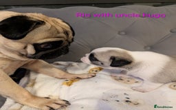 Pug dogs for sale: Pug Puppies - Image 28