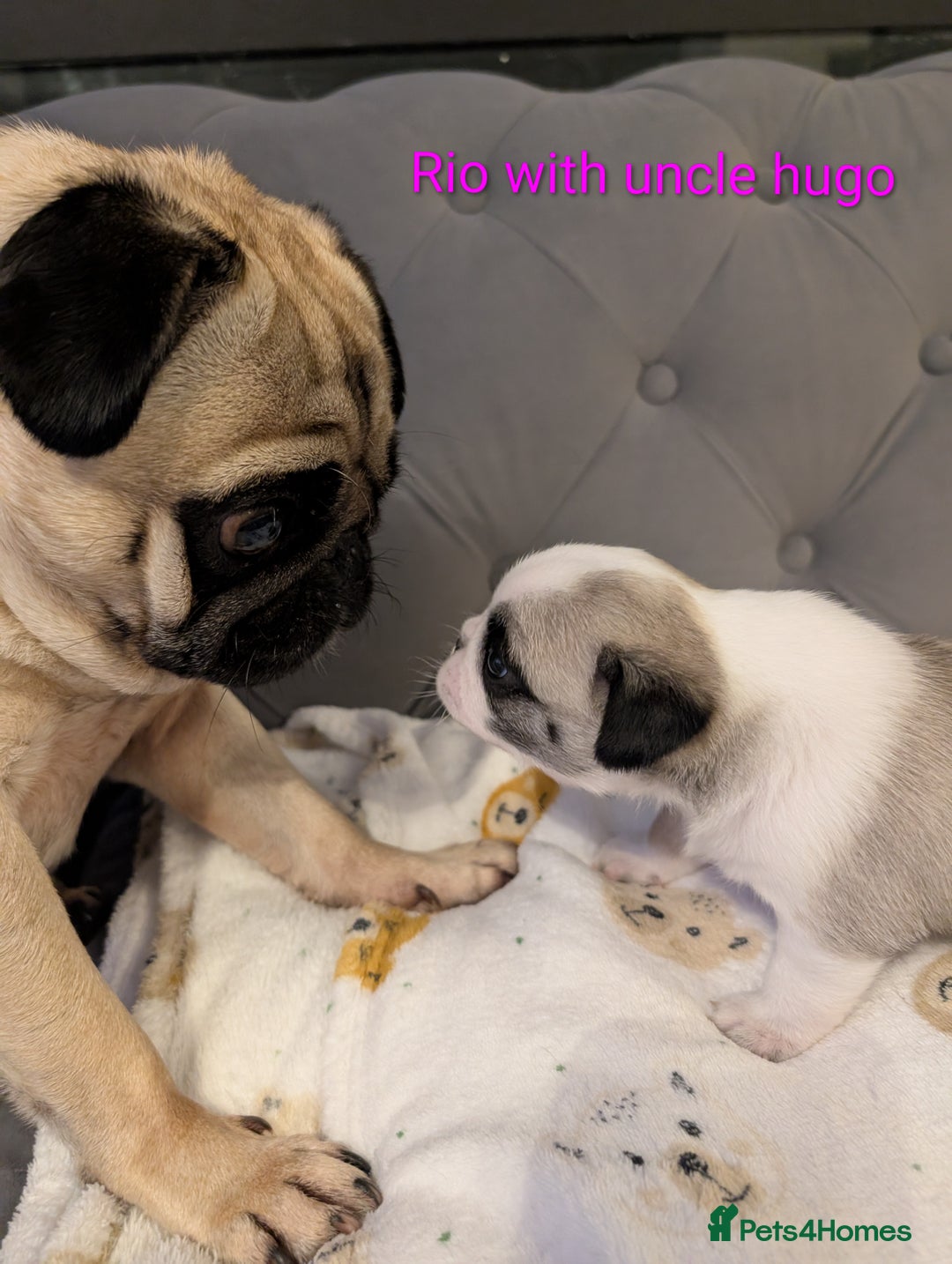 Pug dogs for sale: Pug Puppies - Image 28
