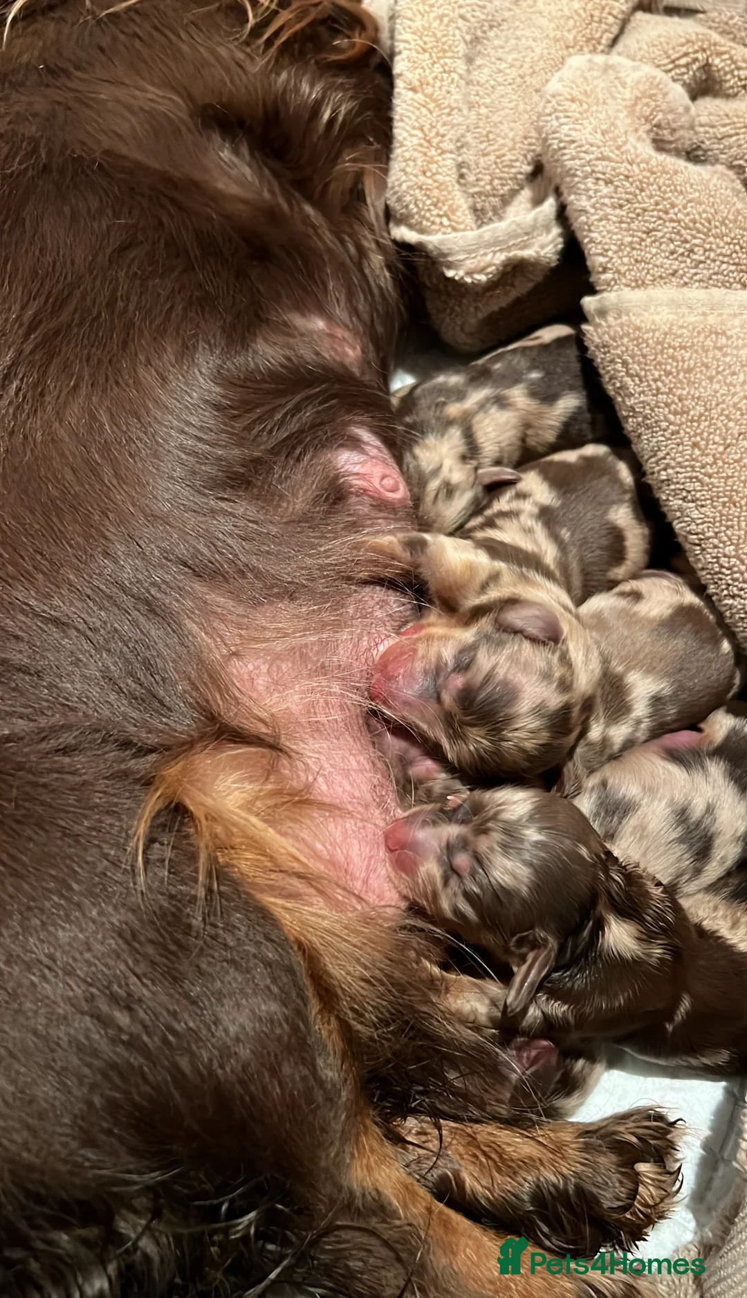 Miniature Dachshund dogs for stud: ✨Kc mini long haired dapple✨ 17 champions✨ in Romford - Advert 22