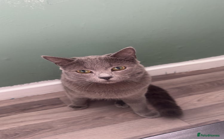 Scottish Fold cats - Advert 1