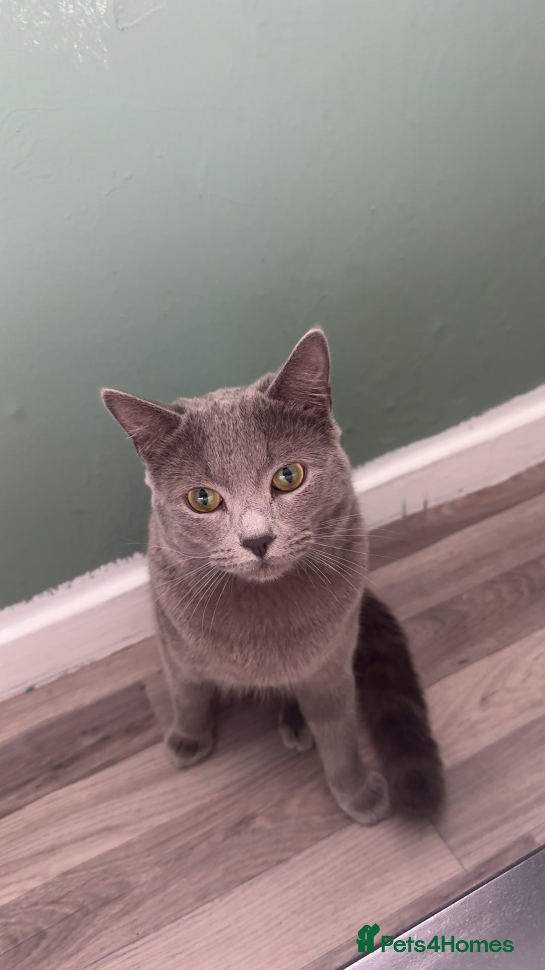 Scottish Fold cats for sale: his name, Leo very cuddly cat  - Image 1