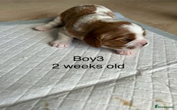 Cavapoo dogs for sale: Stunning Cavapoo puppies  - Image 11