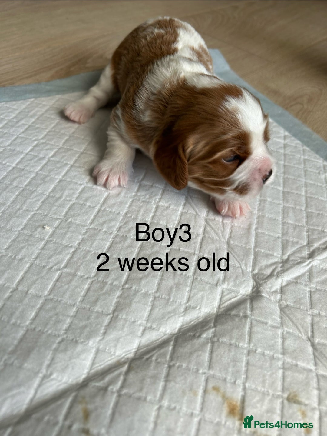Cavapoo dogs for sale: Stunning Cavapoo puppies  - Image 11
