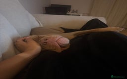 Mixed Breed dogs for sale: Beautiful American Bulldog x for Rehome - Image 4