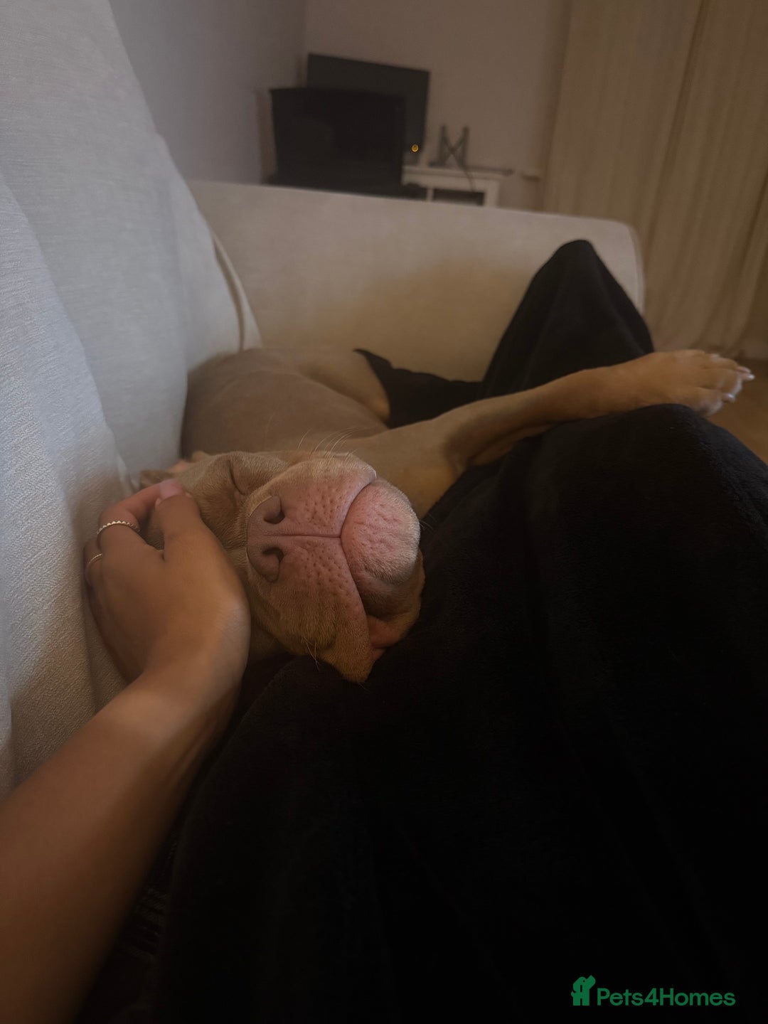 Mixed Breed dogs for sale: Beautiful American Bulldog x for Rehome - Image 4