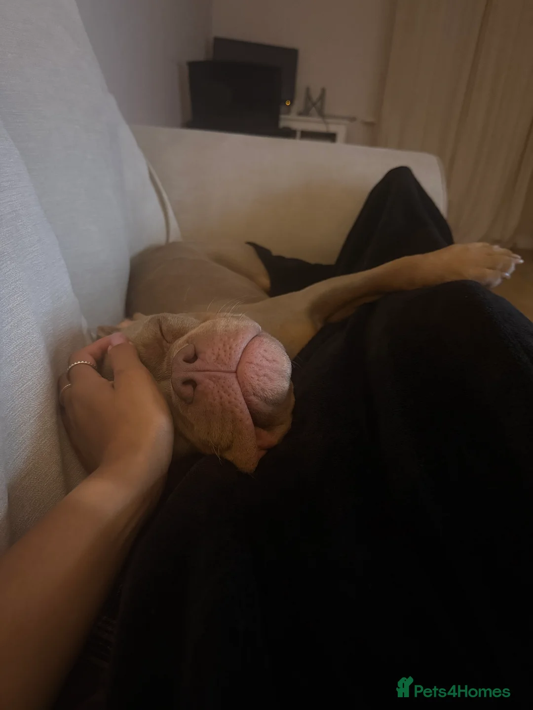 Mixed Breed dogs for sale: Beautiful American Bulldog x for Rehome - Advert 4