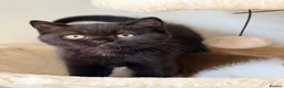 British Shorthair cats for sale: ❤️ OUR BEAUTIFUL BRITISH SHORTHAIR KITTENS ❤️ - Advert 8