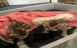 Bengal cats for sale: Pure Bengal Kittens  - Image 5