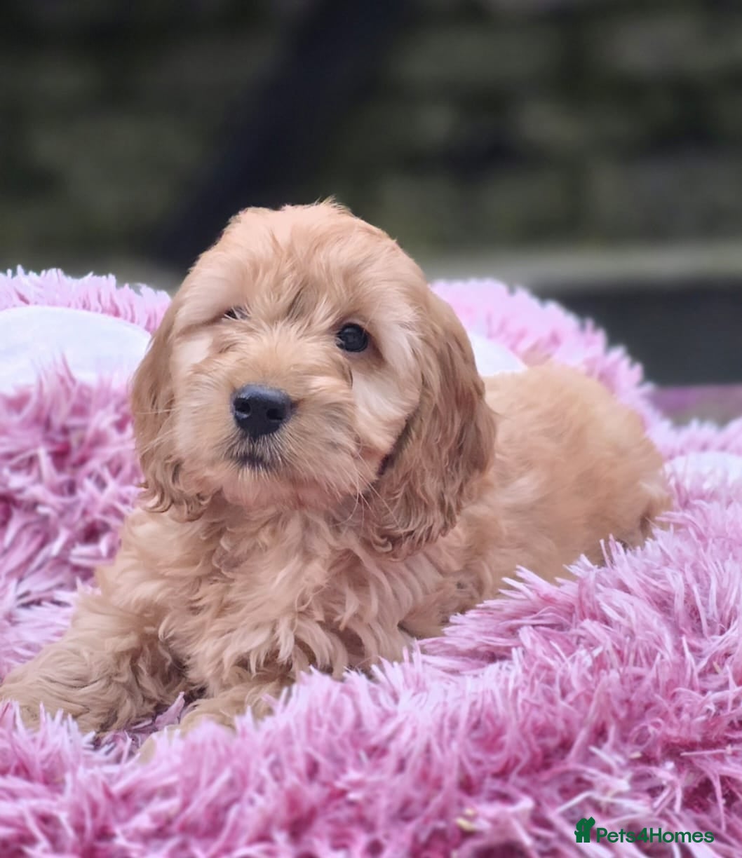 Cockapoo dogs Cockapoo puppies  - Advert 9