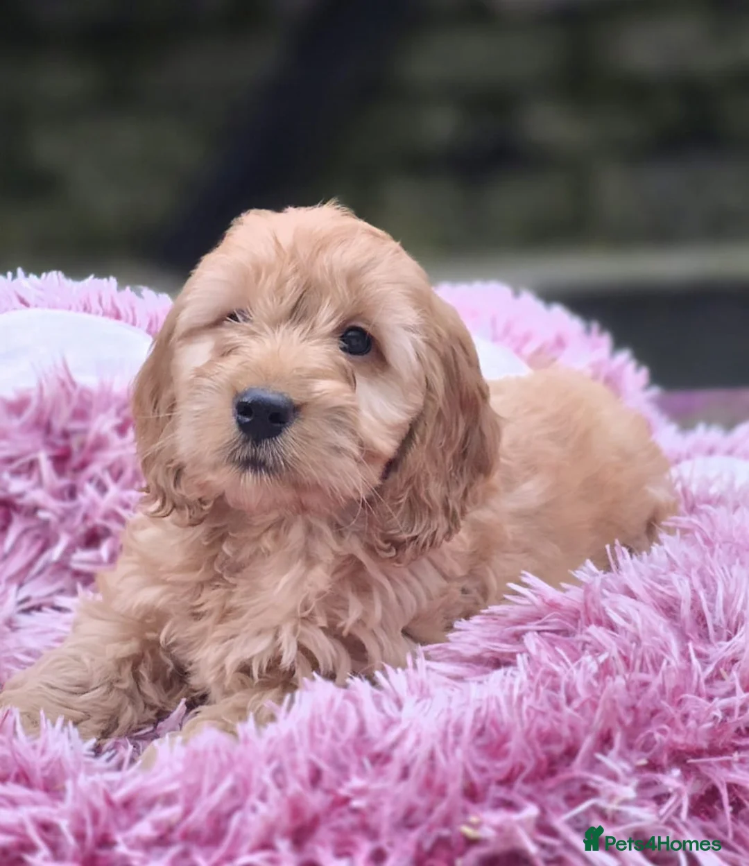 Cockapoo dogs for sale: Cockapoo puppies  in Craigavon - Advert 1