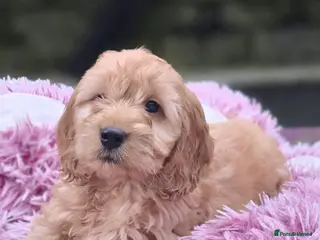 Cockapoo dogs Cockapoo puppies - Advert 1