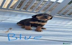 Mixed Breed dogs for sale: Vizsla/rottweiler - Image 2