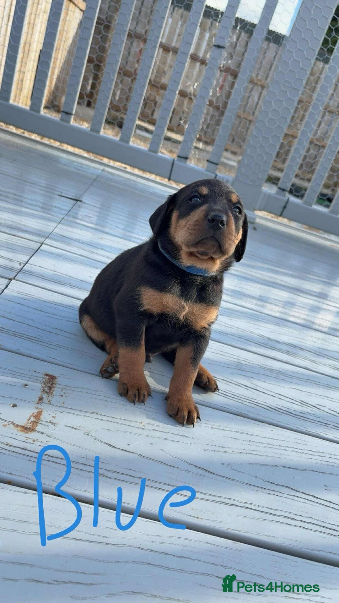Mixed Breed dogs for sale: Vizsla/rottweiler - Image 2