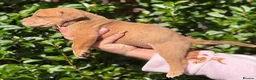 Olde English Bulldogge dogs for sale: Old English Bulldog Puppies – 6 Beautiful Puppies  in Coventry - Advert 12