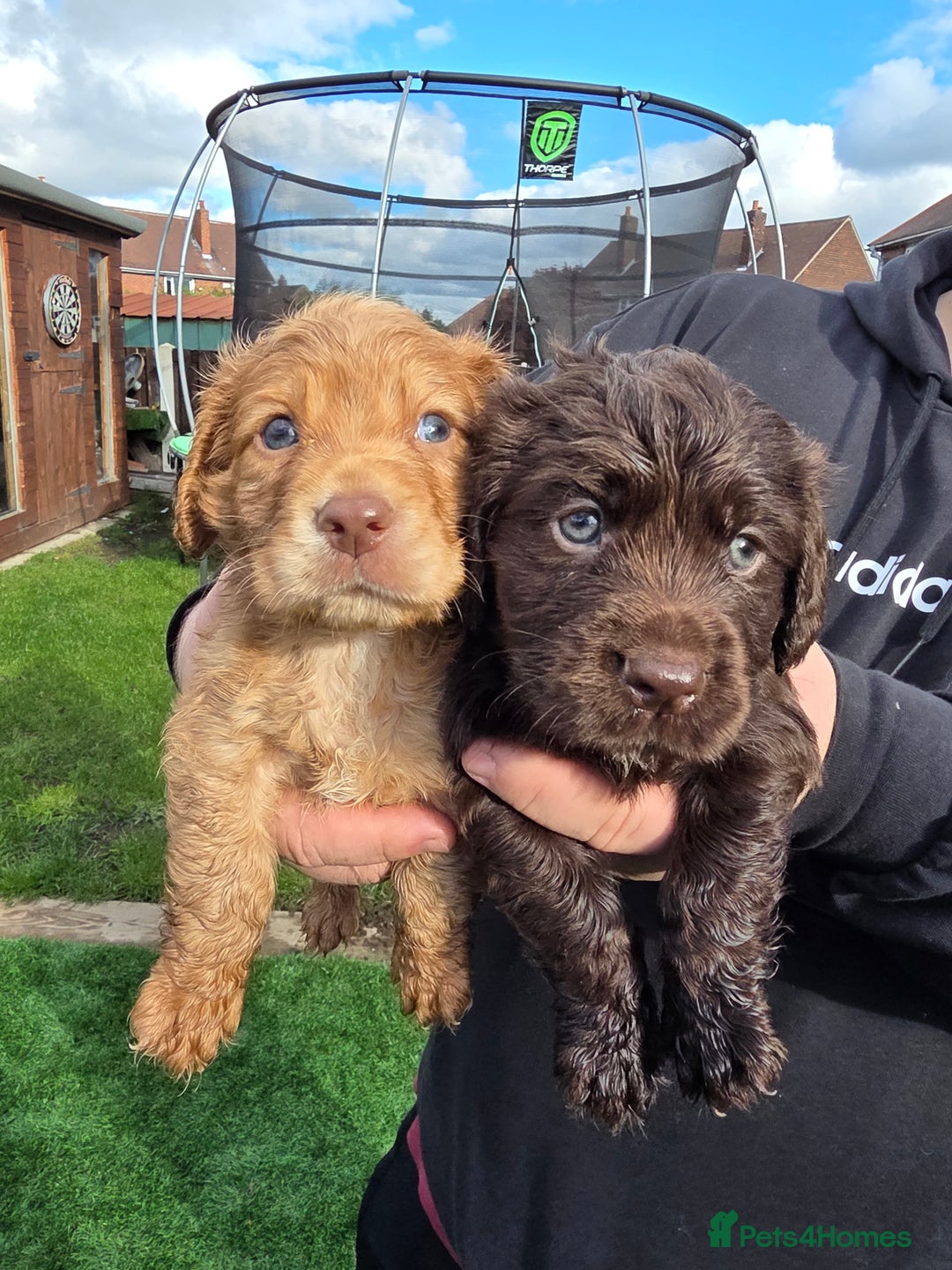 Cocker Spaniel dogs for sale: Ready now🐶X1 boy left🐶working cocker spaniel - Image 5