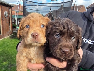 Cocker Spaniel dogs - Advert 12