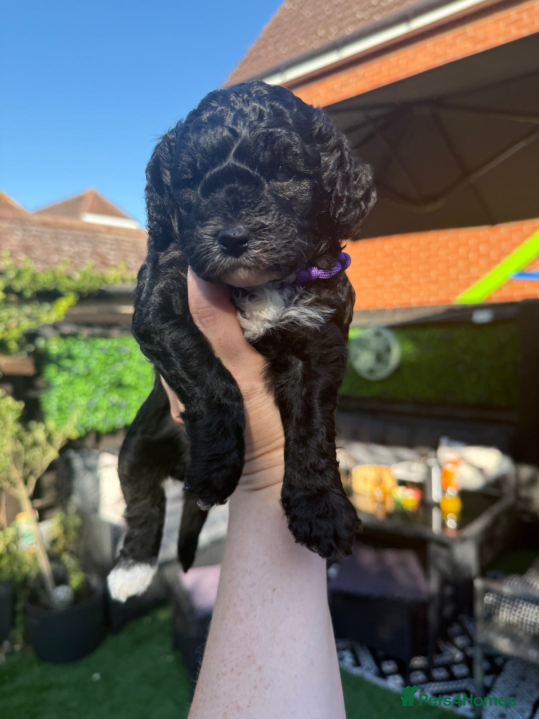Cockapoo dogs for sale: 🐾ready to leave  black and white cockapoo - Image 25