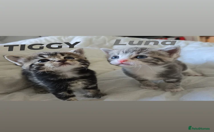 British Shorthair cats for sale - Advert 1