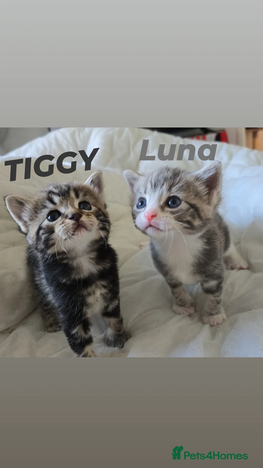 British Shorthair cats for sale: 🐱Four  Sisters Looking for Their Forever Homes!  - Image 1