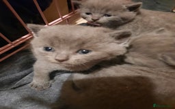 British Shorthair cats for sale: Little british shorthair kittens  - Image 6