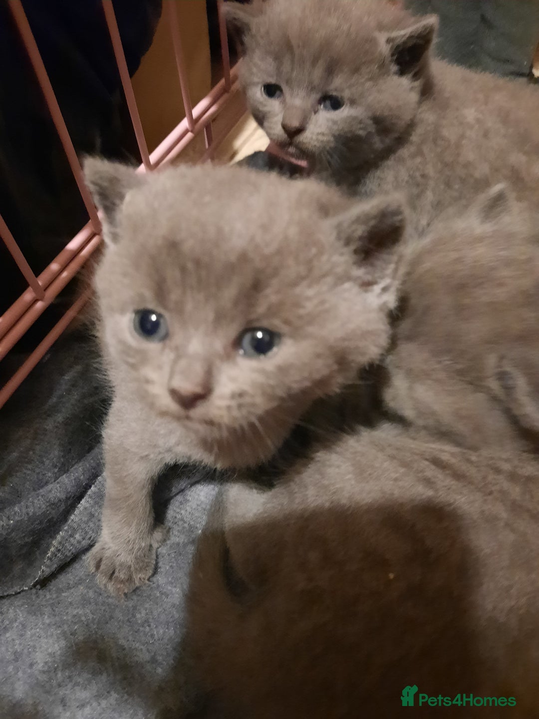 British Shorthair cats for sale: Little british shorthair kittens  - Image 6