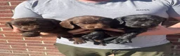Cocker Spaniel dogs for sale: DNA tested cocker spaniels - Advert 9