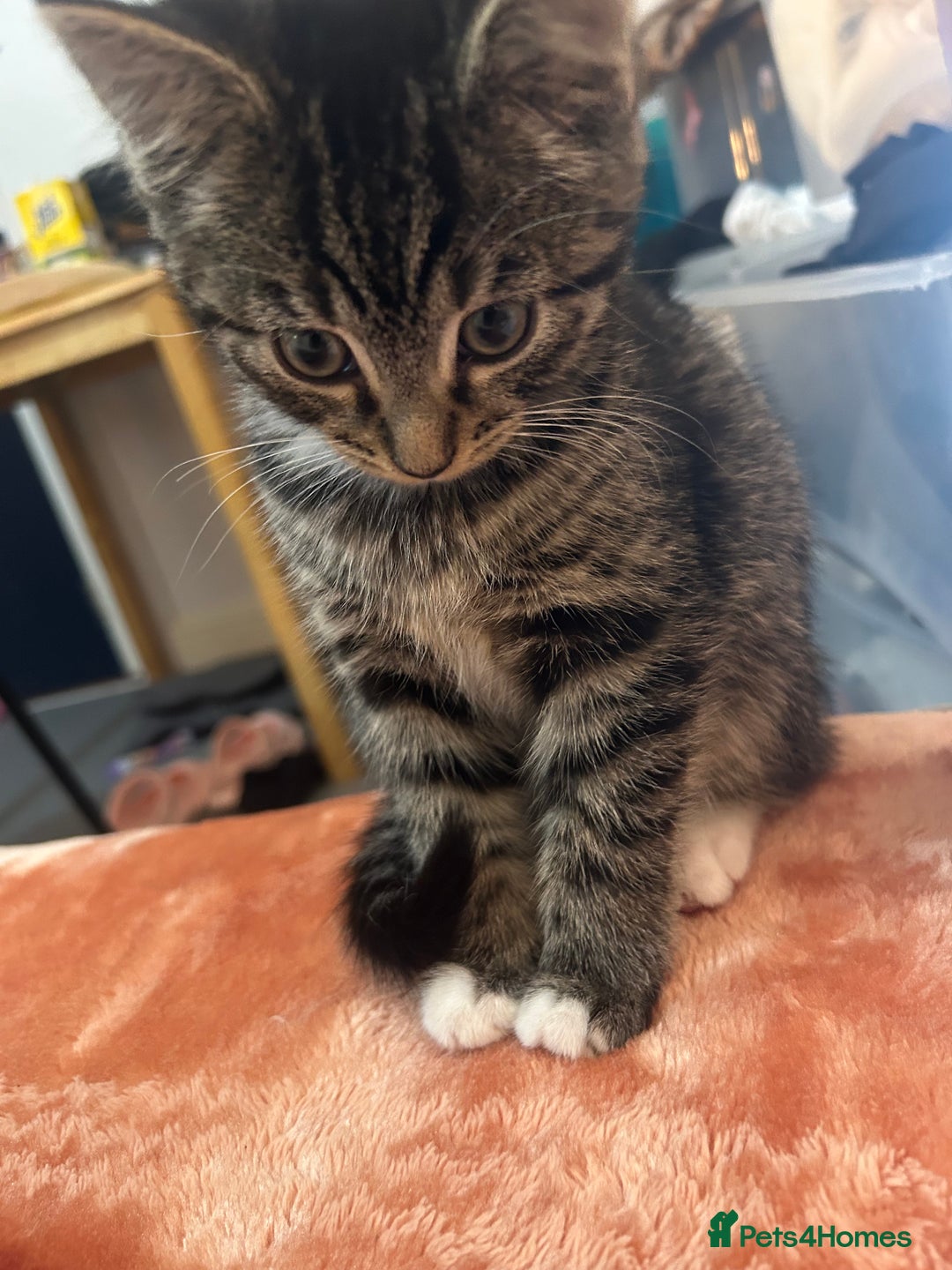 British Shorthair cats for sale: we have one beautiful female tabby kitten - Advert 3