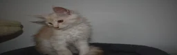 Maine Coon cats for sale:  RARELY LION KING - Advert 5