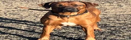 Rhodesian Ridgeback dogs for sale: Rhodesian Ridgeback Puppies - Advert 16