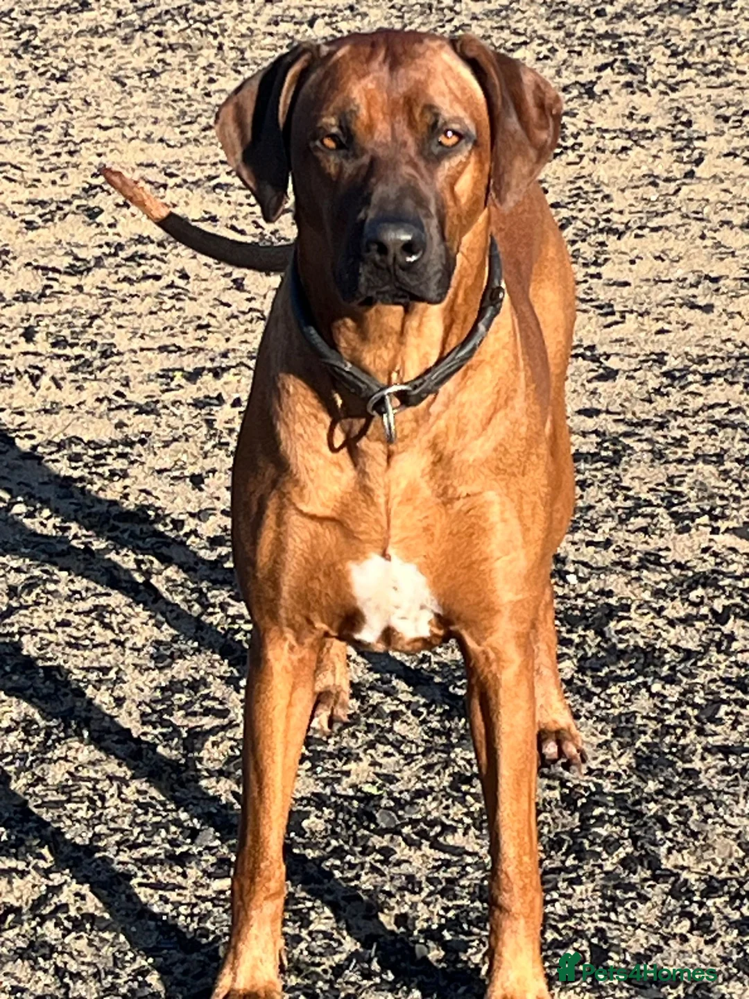Rhodesian Ridgeback dogs for sale: Rhodesian Ridgeback Puppies - Advert 16