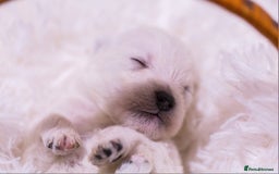 West Highland Terrier dogs for sale: Ready to leave now fully vaccinated 💕 - Image 15