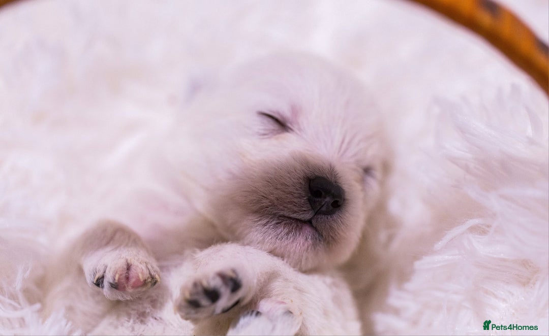 West Highland Terrier dogs for sale: Ready to leave now fully vaccinated 💕 - Image 15