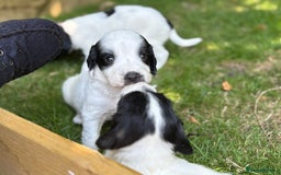 English Springer Spaniel dogs for sale: Working English Springer Spaniel puppies - Image 2