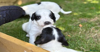 English Springer Spaniel dogs - Advert 10