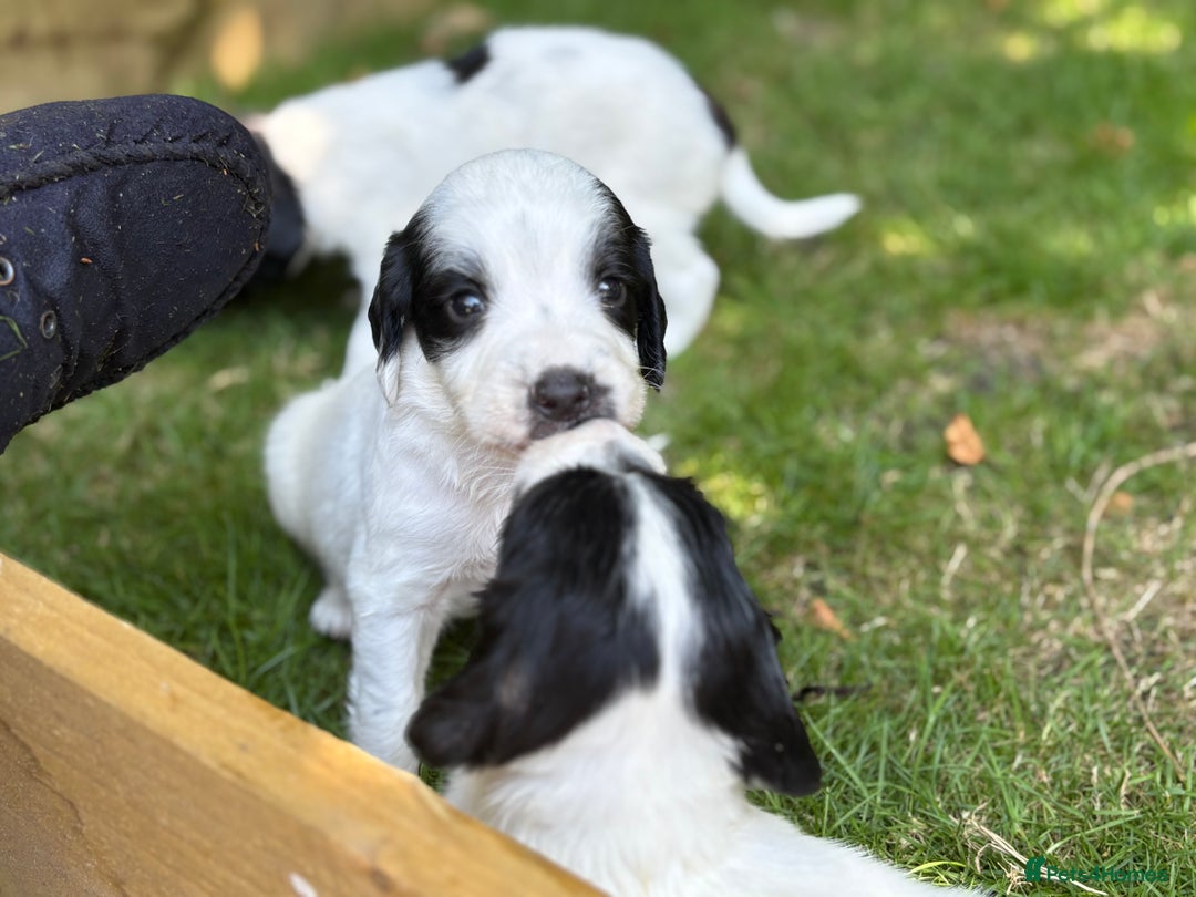 English Springer Spaniel dogs for sale: Working English Springer Spaniel puppies - Image 2
