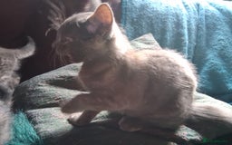 Mixed Breed cats for sale: Charming Cheeky Chunky  Bengal X Kittens. - Image 12