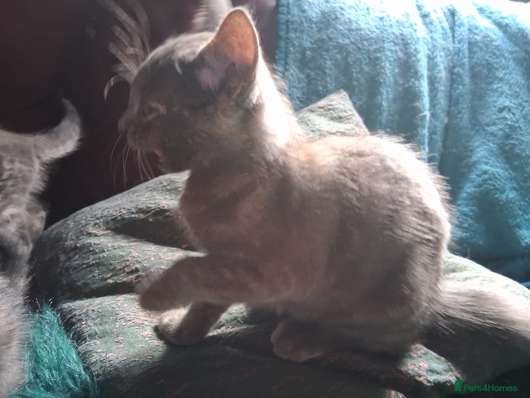 Mixed Breed cats for sale: Charming Cheeky Chunky  Bengal X Kittens. - Image 12