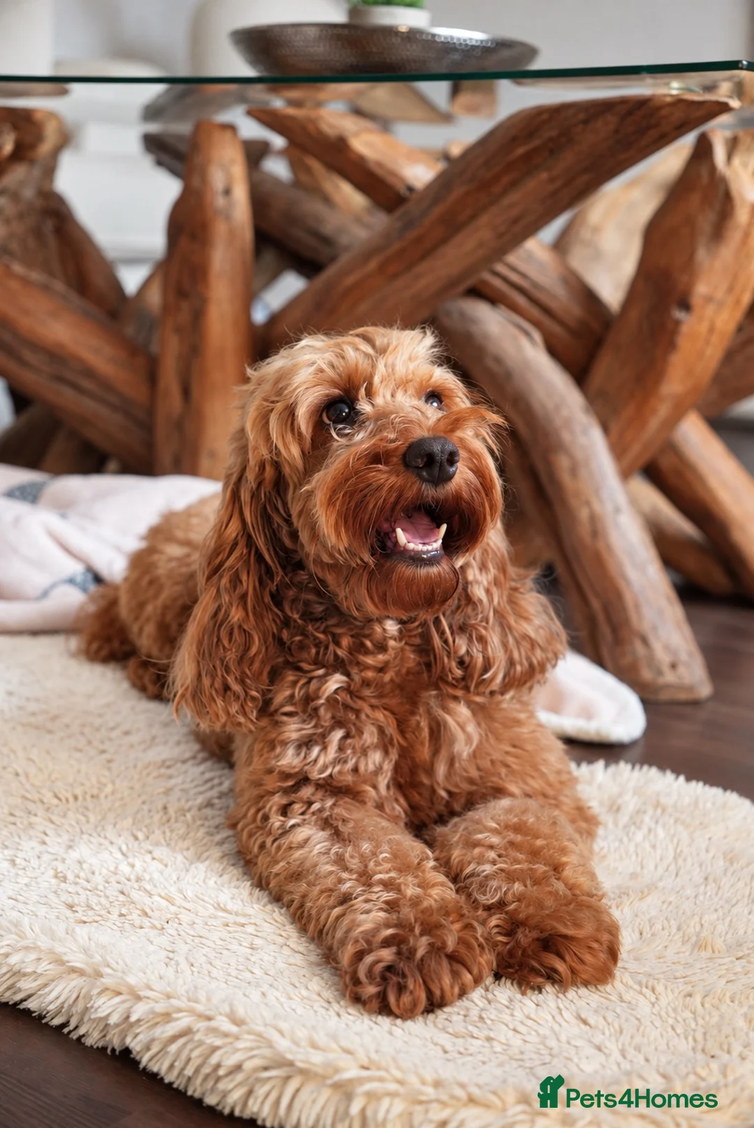 Cockapoo dogs for sale: Deep red F1b miniature Cockapoo girls  in Grantham - Advert 2