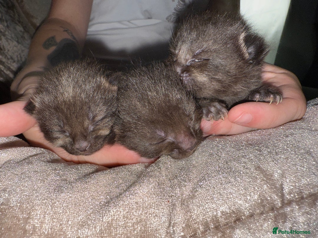 Mixed Breed cats for sale: 3 Gorgeous Girls - Image 3