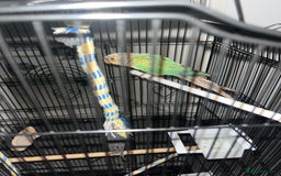 Conures birds for sale: Conure parrot  - Image 4