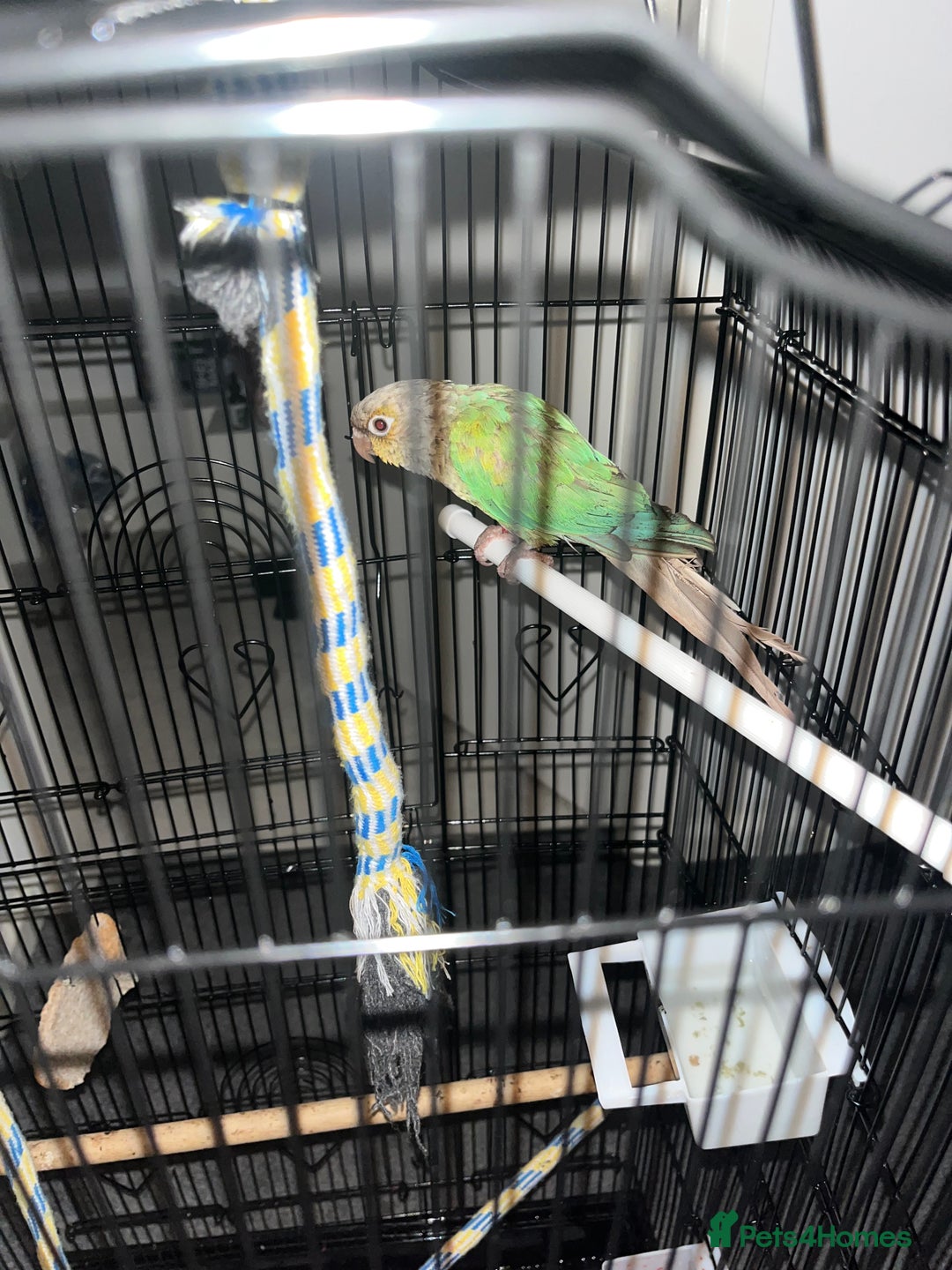 Conures birds for sale: Conure parrot  - Image 4