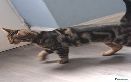 Mixed Breed cats for sale: Tabby female 1yr - Image 3