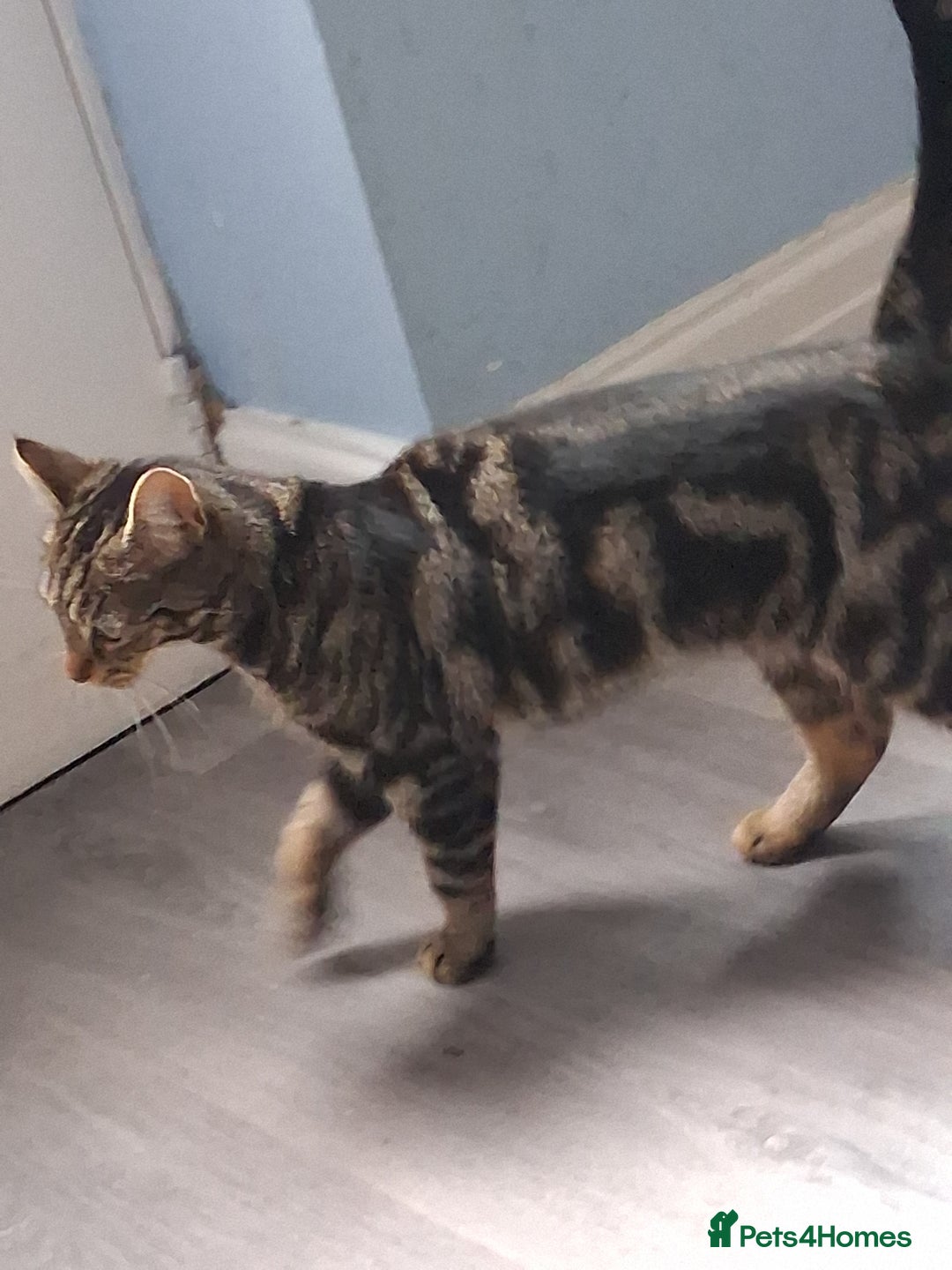 Mixed Breed cats for sale: Tabby female 1yr - Image 3
