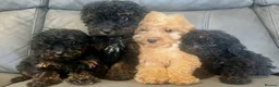 Cockapoo dogs for sale: 🐶F2 cockapoos 🐶 - Advert 4