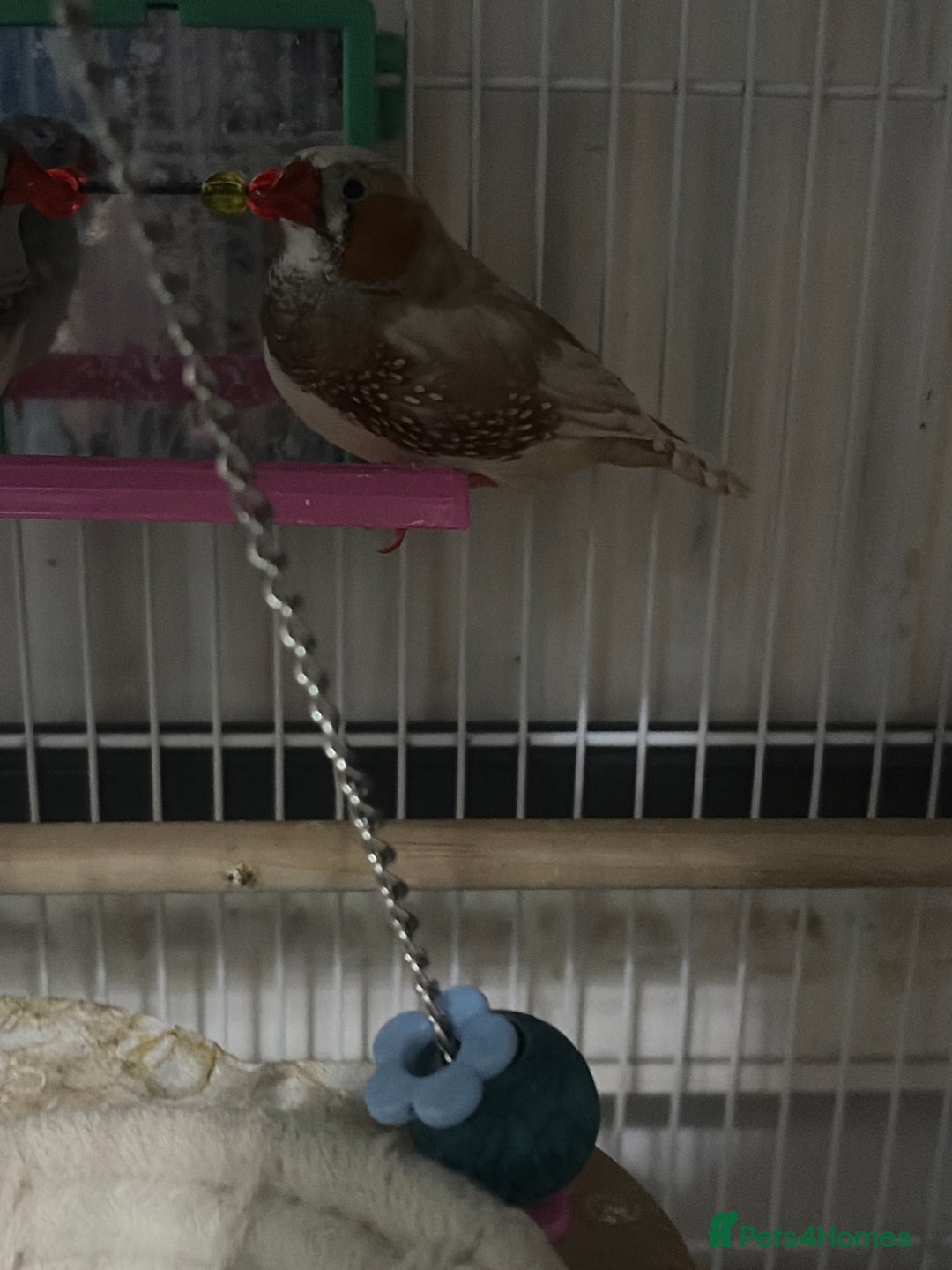 Finches birds for sale: Pair of finches  - Advert 2