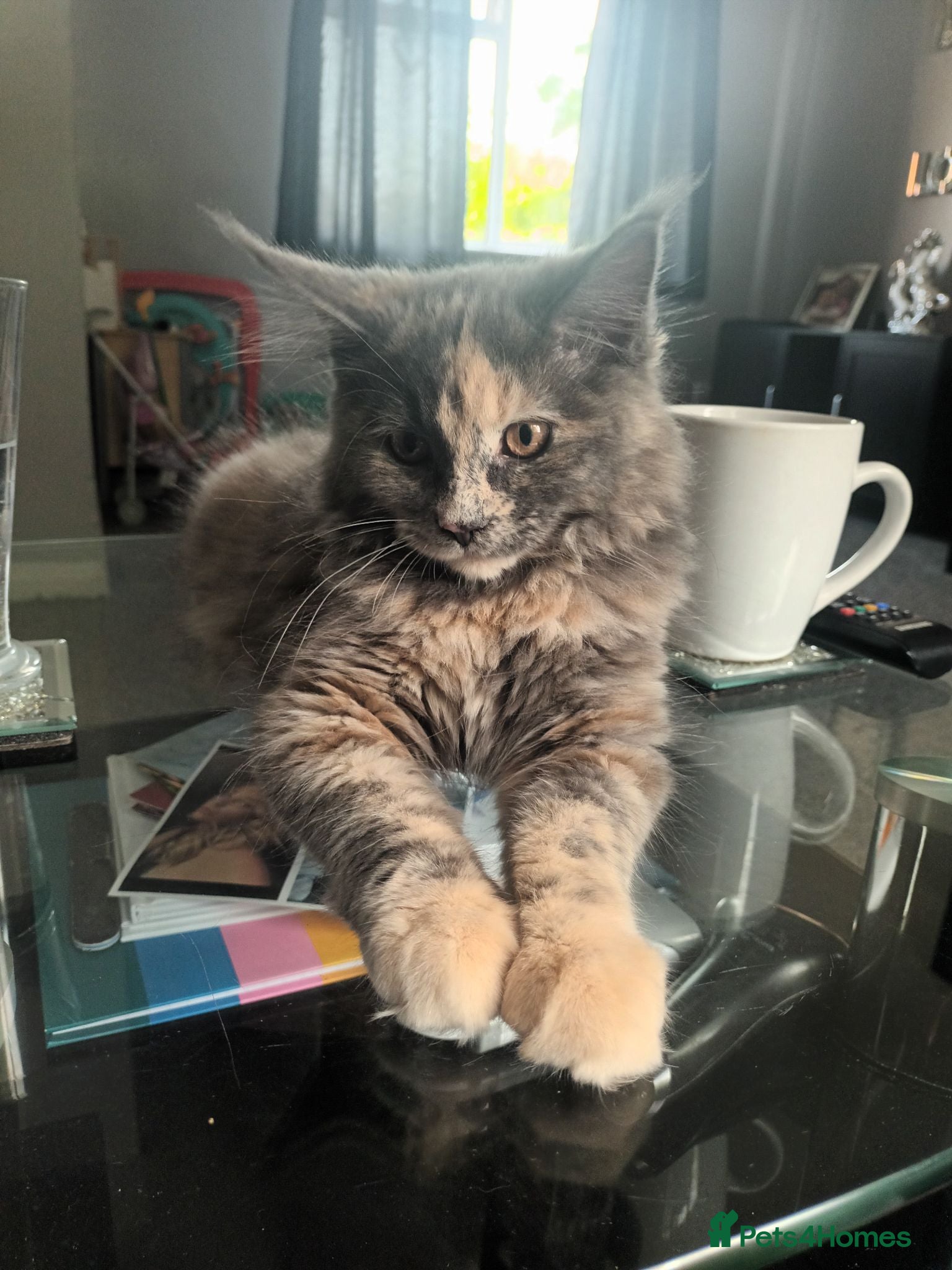 Maine Coon cats Tortie maine coon  - Advert 1
