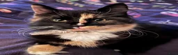 Norwegian Forest Cat cats for sale: Norwegian Forest boys - Advert 18