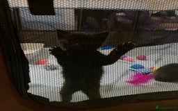 Mixed Breed cats for sale: Mixed Breed Kittens 🐈‍⬛ 🐾  - Image 2