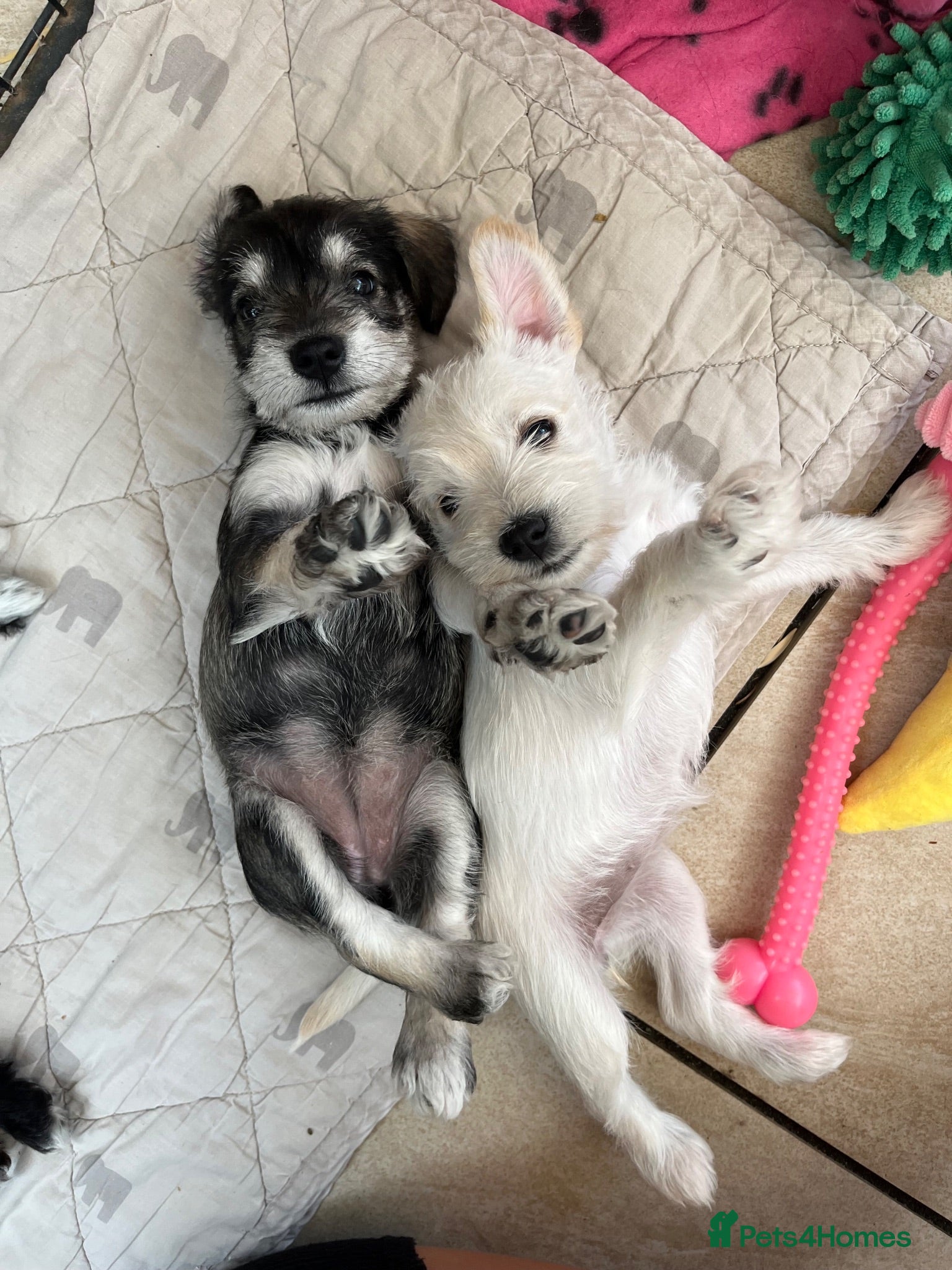 Miniature Schnauzer dogs KC Registered Pedigree Miniature Schnauzer Pups x4 - Advert 8